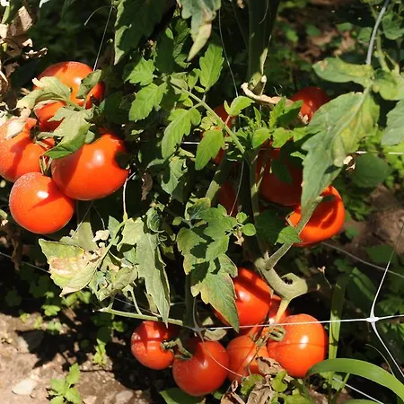 Bed and Breakfast L'uliveto 4*