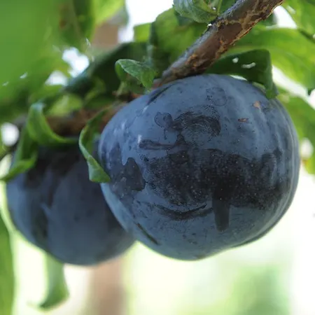 L'uliveto Bed and breakfast