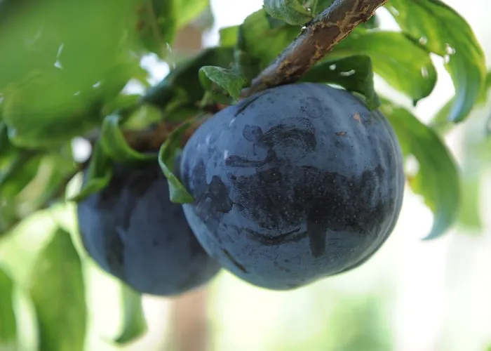 鲁丽文瑞酒店 住宿加早餐酒店